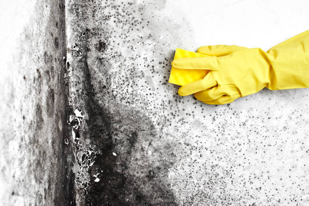 Asbestos and Lead Testing During Mold Inspection in Mansfield, PA